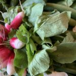 légumes de printemps les radis avec des fanes comestibles