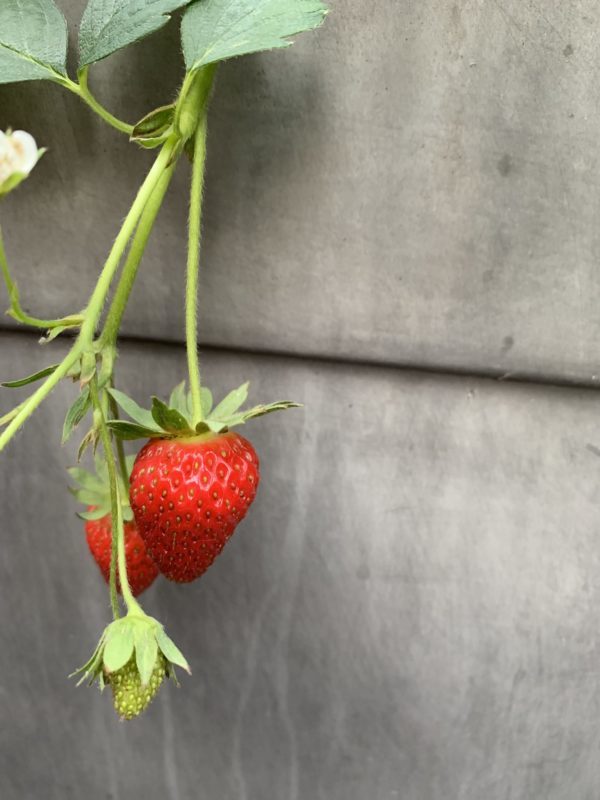 fraise de mon jardin