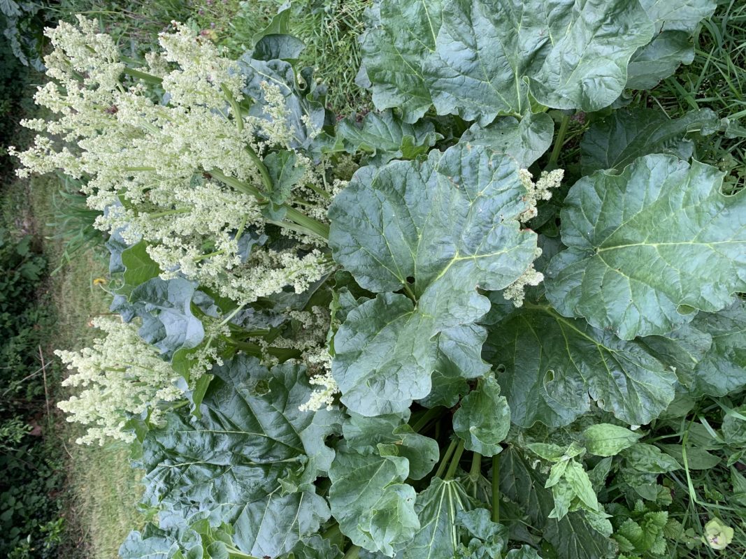 pied de rhubarbe dans le jardin potager