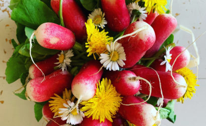 radis fleuris avec des fleurs de printemps pâquerettes et pissenlits