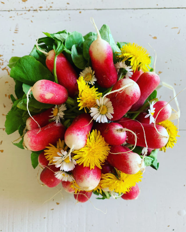 radis fleuris avec des fleurs de printemps pâquerettes et pissenlits