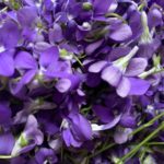 récolte de violettes des bois
