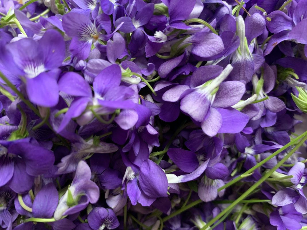 récolte de violettes des bois