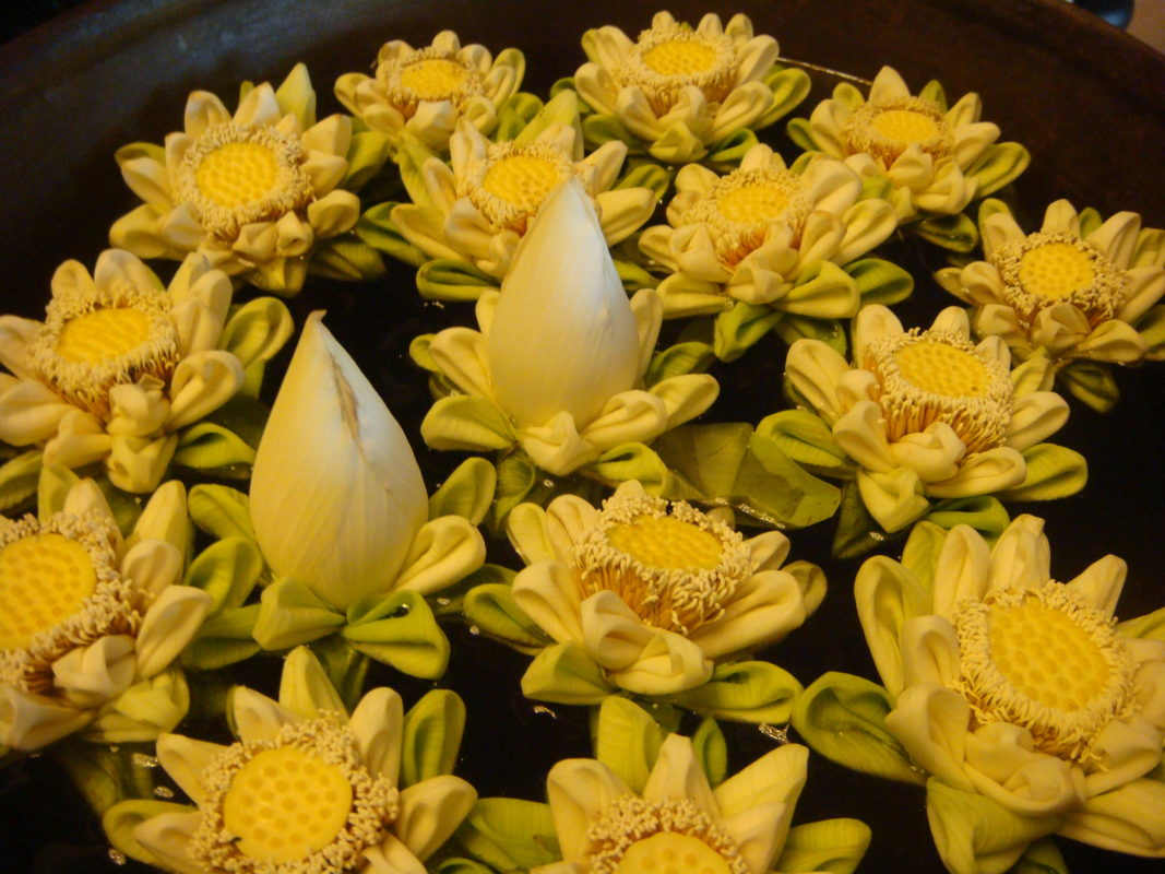 Fleurs de lotus Cambodge