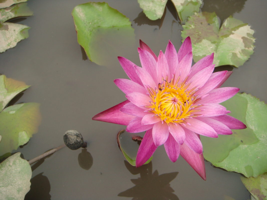 Fleurs de lotus roses