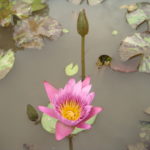 fleurs de lotus bourgeons