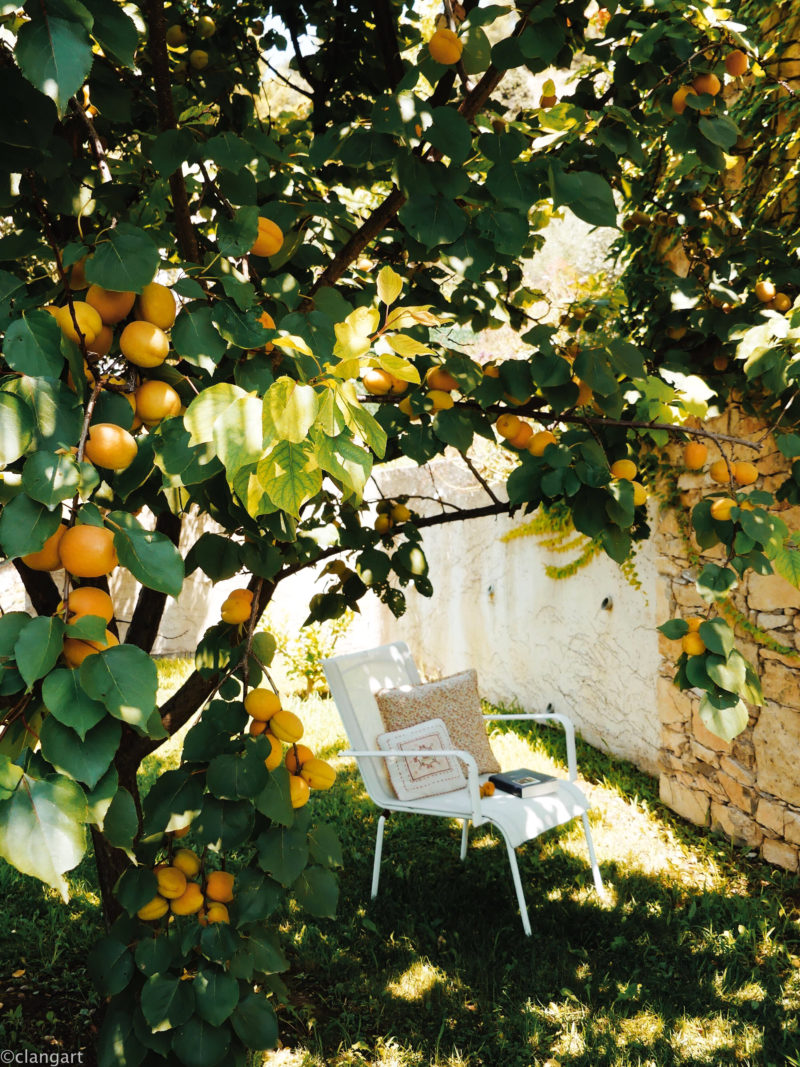 Abricotier de Provence - © Chantal Lang