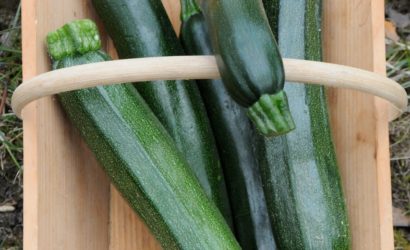 courgette pour faire pleins de recette