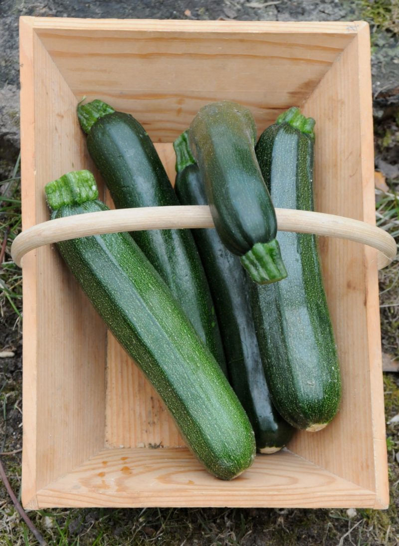 courgette pour faire pleins de recette