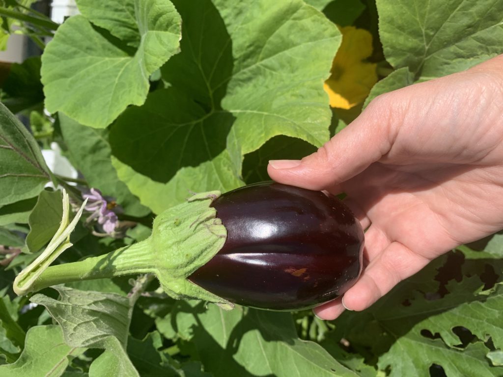 première récolte de mon potager urbain une aubergine