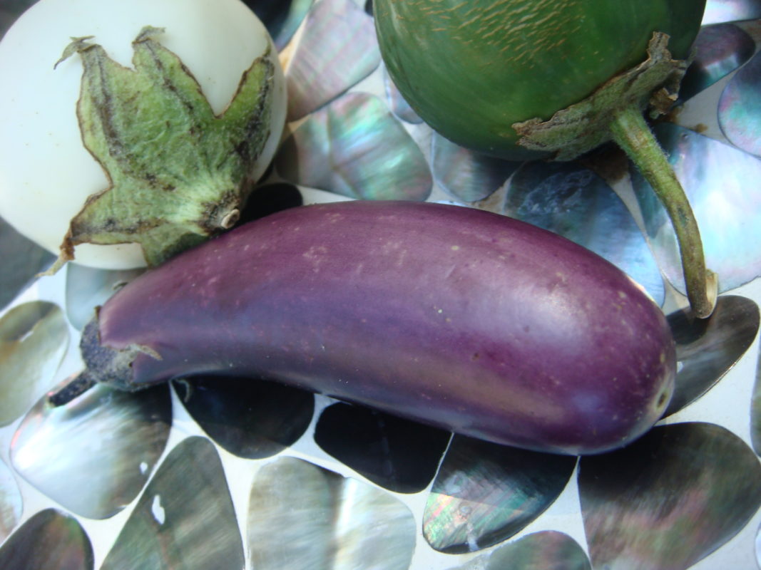 variétés d'aubergines