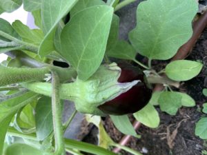 aubergine qui pousse sur ma terrasse