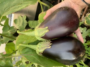 récolte d'aubergines du potager urbain