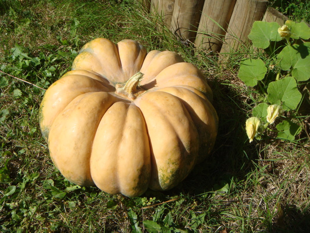 citrouille de 7 kg