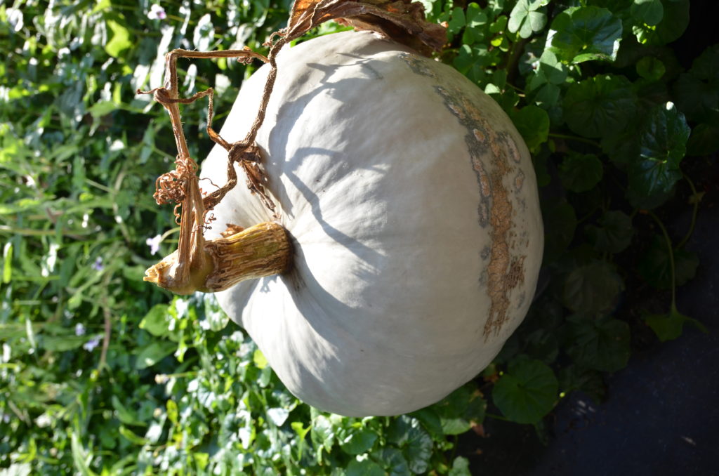 courge bleue de Hongrie