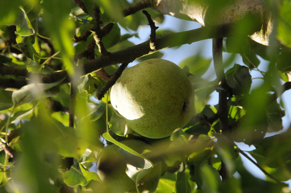 poire de mon jardin