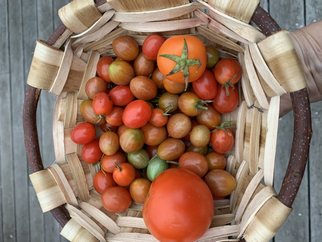 tomates du potager urbain ramassées en novembre 2020
