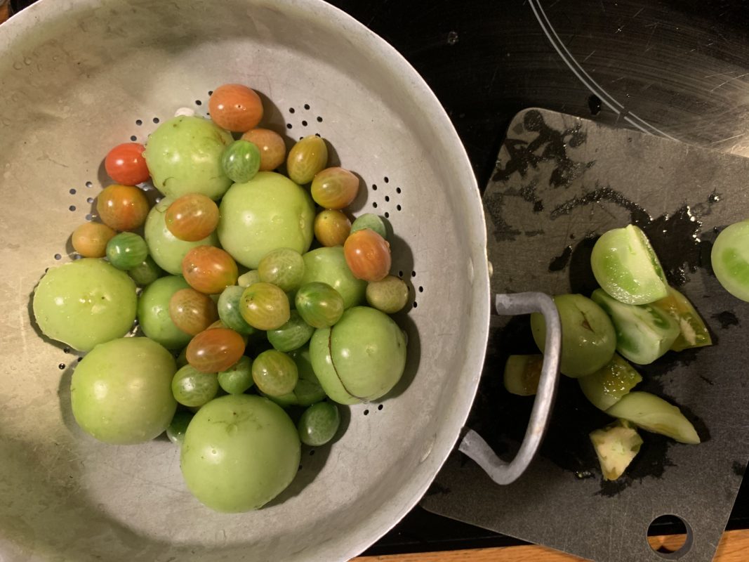 récolte en novembre de tomates vertes de mon potager urbain