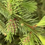 bourgeon de sapin rose en macro