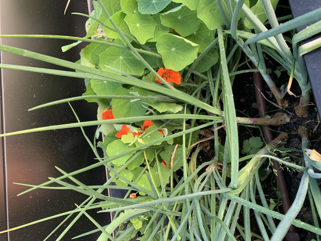 échalotes nouvelles de mon potager urbain