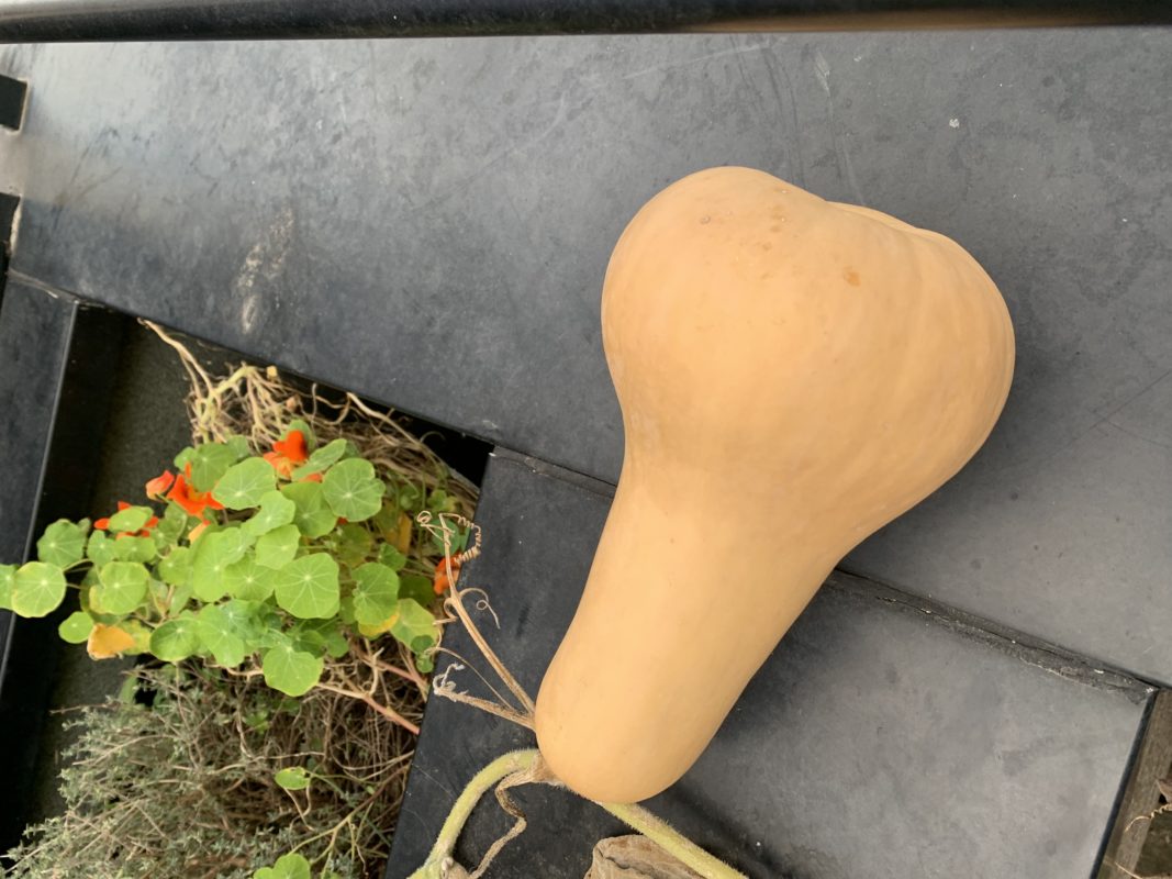 butternut du potager urbain