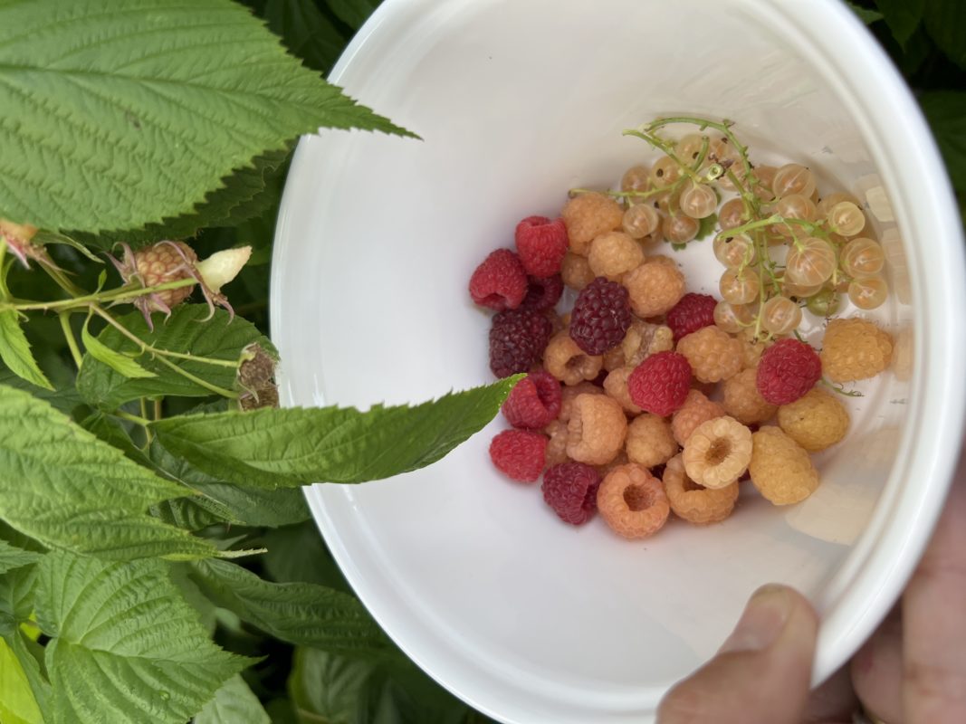 récolte framboises et groseilles du potager urbain